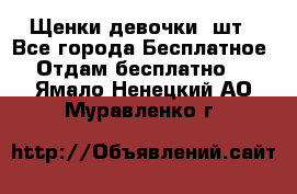 Щенки девочки 4шт - Все города Бесплатное » Отдам бесплатно   . Ямало-Ненецкий АО,Муравленко г.